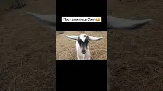 #козъя_жизнь