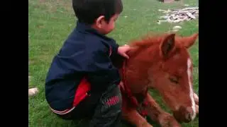 Арсен
