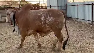 son of PANKHALIYO × Madhuri 186