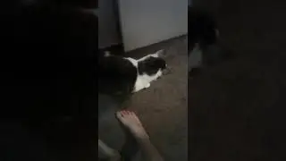 TURD