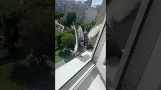 Цыплята наглые 🐦 