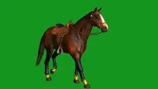 Horse running green screen|green screen Horse|horse green screen|no copyright|horse green screen