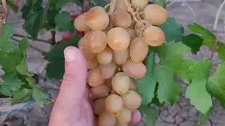 АССОРТИ ГФ ВИНОГРАДА НА 07.09.2024г.Тел: 8989 538 12 89 (Ватсап,Телеграмм).