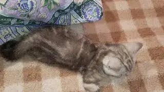 КОТЯТА и Большая подушка.