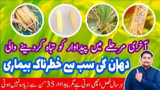 Stem rot of rice crop | root rot disease in paddy | rice diseases | Apna Kisan Pakistan