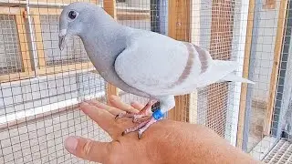 TIME TO PREPARE THE RACING PIGEON TEAM 2023
