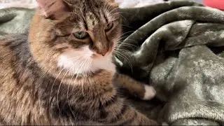 Daily Dose of Cuteness/ Anxiety Relief: Cat Kneading & Purr 😻❤️ (Vol Up) #cute #cat #anxietyrelief