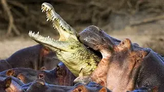 These Animals Absolutely HATE Each Other!
