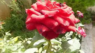 belle rose rouge