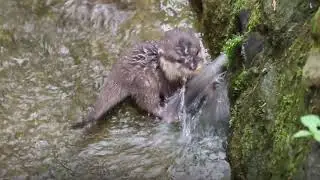 Twin Otters are Born at Banham Zoo