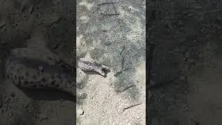 Бедный котёнок :(