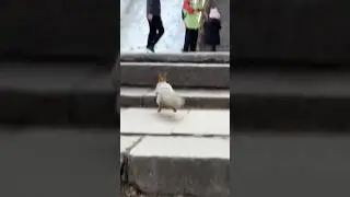 Ух, какая шустрая белка 