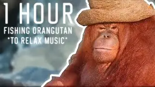 orangutan fisher to relax music 1 hour!