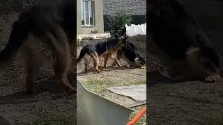 ОВЧАРКА ПОЗДРАВЛЯЕТ КОБЕЛЯ