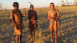 The San Bushmen explain how they use certain plants for stomach pain