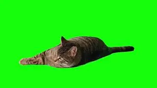 GREEN SCREEN KITTY CAT ANIMATED |  FREE TO USE GRAPHICS ANIMATIONS