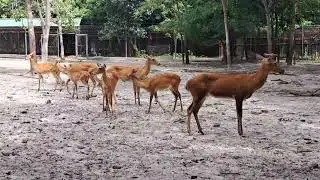 The Deers team at Tamao Zoo.