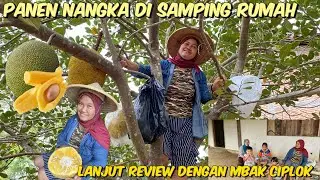 PANEN NANGKA DI SAMPING RUMAH MANTAP DAN MANIS❤️