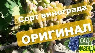 Сорт винограда - Оригинал