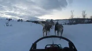 Alan Filming Chi Driving Dog Sled