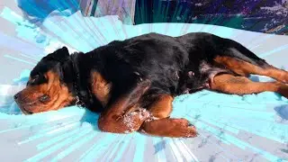 Что стало с Мираной?