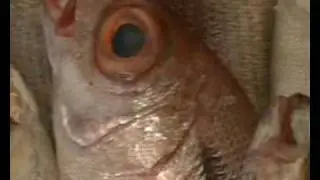 LA METAMORFOSI