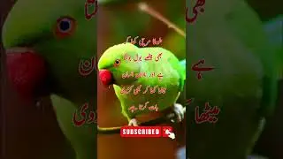 green parrot 