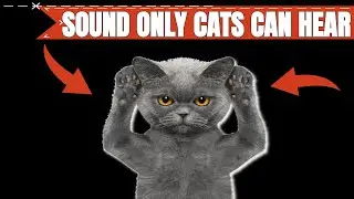 Sound Only Cats Can Hear 🐱🐈