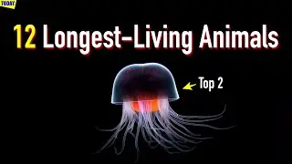 Earth's 12 Longest-Living Animals: Journey to Immortality