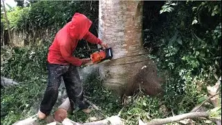 Merah Merona || Tebang Sengon Dengan STIHL ms 382
