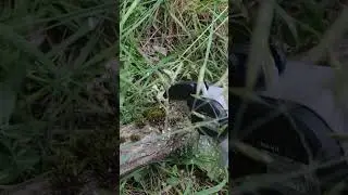 Отличный помощник для очистки участка от веток и кустарника