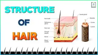 Structure of Hair