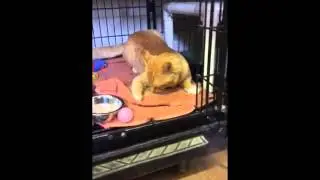 Peanut and His Catnip