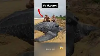 Things That Are Biggest Than You Think 💥😱 #viral #shorts