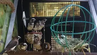 Society Finch Birds 🐦