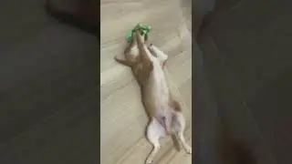 Shiba inu so cute