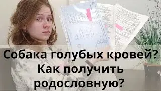 А вы знаете, как оформить родословную и зачем она нужна? Как купить родословную для собаки?