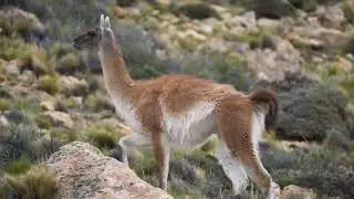 LA HUELLA DE GRADÍN - PARQUE PATAGONIA ARGENTINA