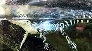MrAlCool visits The Florida Aquarium