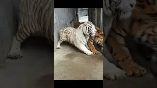 Tiger 220