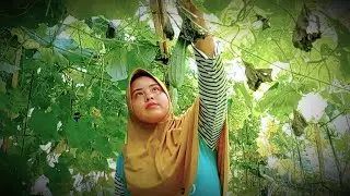 panen gambas di samping rumah #gambas