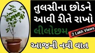 તુલસીના છોડ માટેની નવી વાત | આજની નવી વાત | તુલસી ના વિકાસ માટે ના ઉપાયો