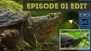 Supercharge your wildlife photo editing skills with this Lightroom tutorial  | Episode 01