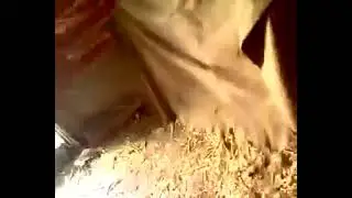 СОБАКА АТАКОВАЛА РЕБЕНКА