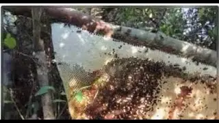 Tutorial panen madu lebah/tawon gung