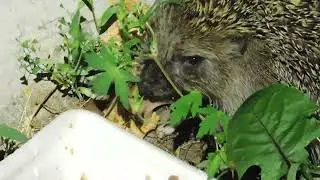 Ёж ест остатки костей. Erinaceus europaeus eats the remains of bones