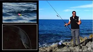 How to fish for bluefish: how to choose the right lure and how to move it!