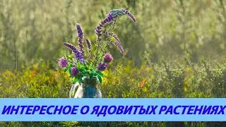 Интересные факты о ядовитых растениях