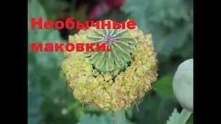 Такой желанный у флористов цветок. Мак Квочка.