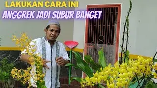 PUPUK ANGGREK MURAH, AGAR BUNGANYA BANYAK SEKALI